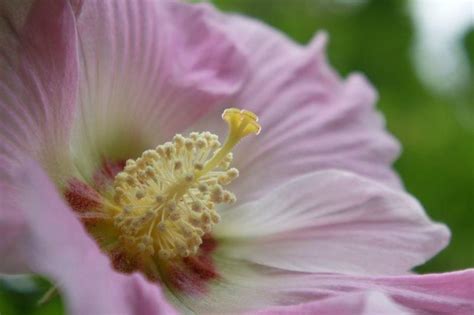 芙蓉盆栽|芙蓉（锦葵科木槿属植物）